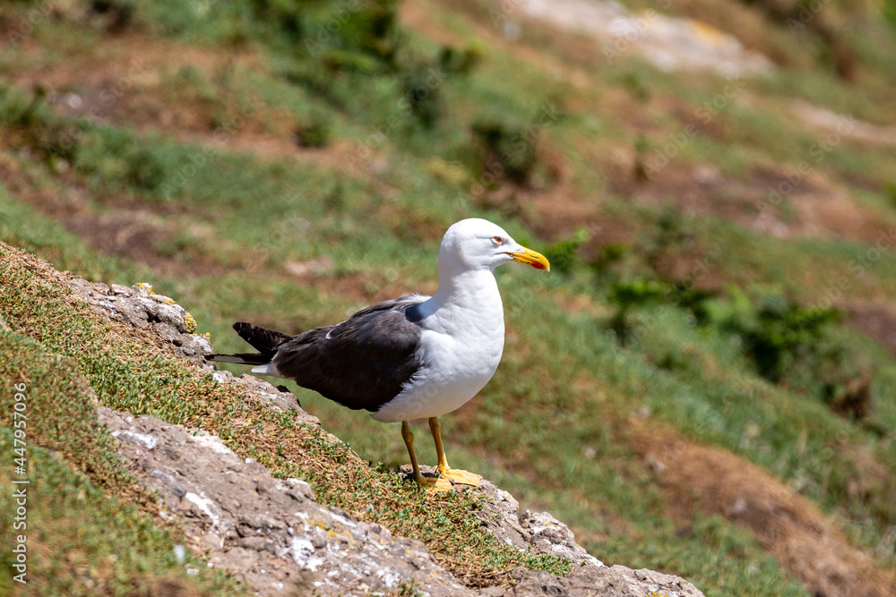 A Lesser Black-Backed Gull on Skomer Island, with a Shallow Depth of Field A Lesser Black-Backed Gull on Skomer Island, with a Shallow Depth of Field