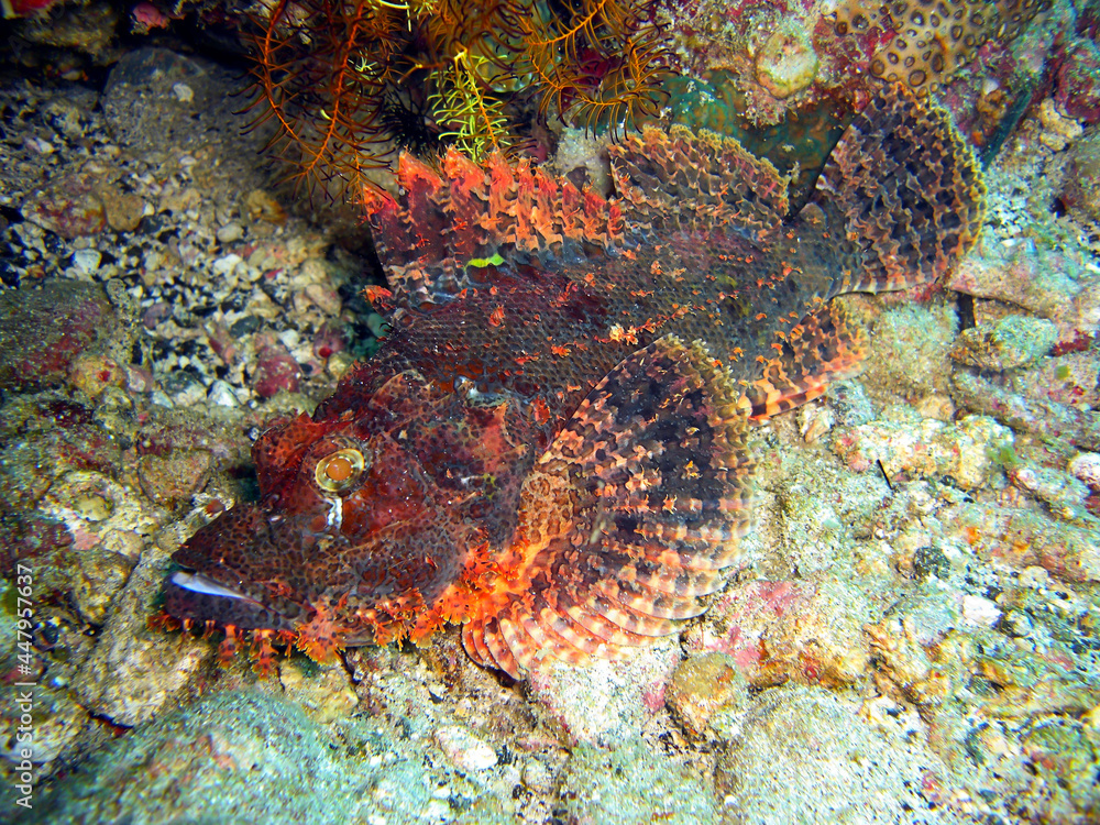 Tasseled Scorpionfish (Scorpaenopsis Oxycephala) in the filipino sea 20.10.2013 Tasseled Scorpionfish (Scorpaenopsis Oxycephala) in the filipino sea 20.10.2013