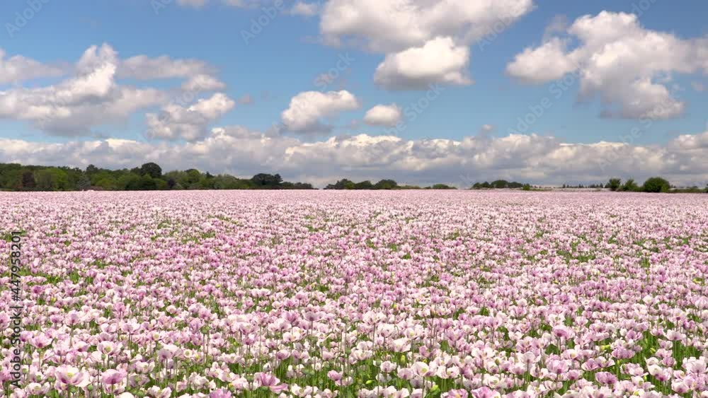 Time lapse video clip of clouds moving over a poppy field of flowers pink poppies Time lapse video clip of clouds moving over a poppy field of flowers pink poppies