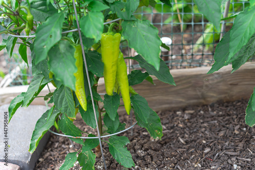 Sweet banana peppers fruits on vine with steel cage and plastic garden fence neeting photo