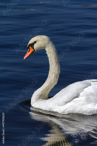 Fototapeta Naklejka Na Ścianę i Meble -  White swan in the lake