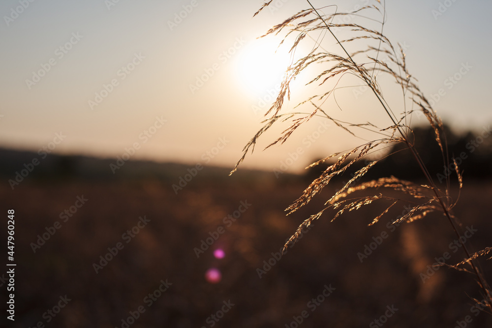 Obraz premium Close-up of grass on a wheat field during harvest. Against the backdrop of the sunset.