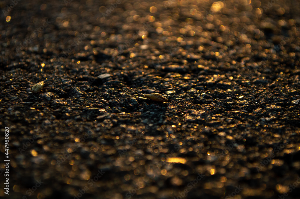 Wheat grain. Wheat on a sunset background. road Wheat grain. Wheat on a sunset background. road