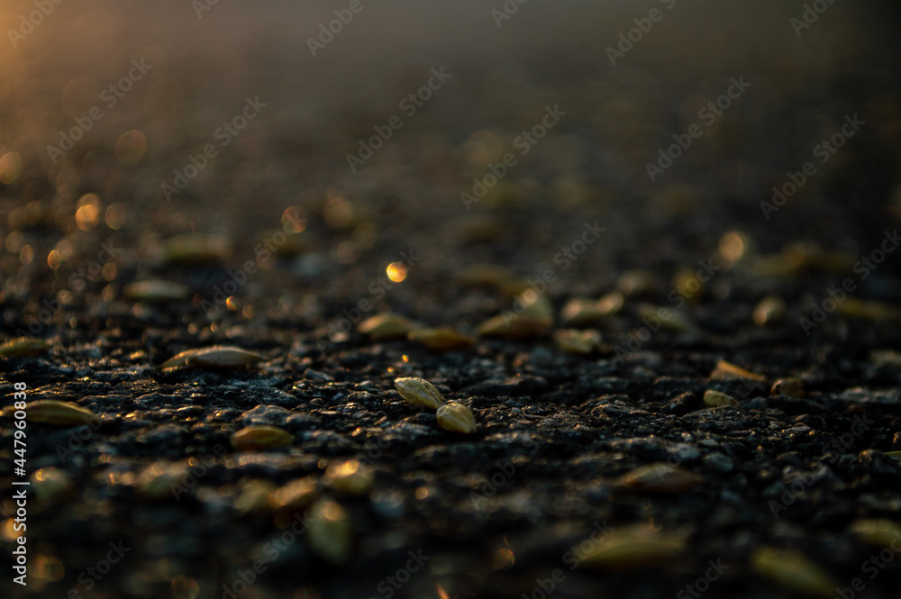 Wheat grain. Wheat on a sunset background. road Wheat grain. Wheat on a sunset background. road