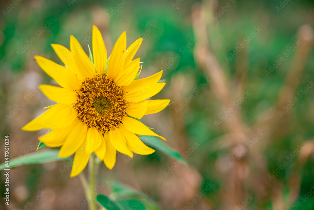 Small yellow Sunflower in the field close-up photo Small yellow Sunflower in the field close-up photo