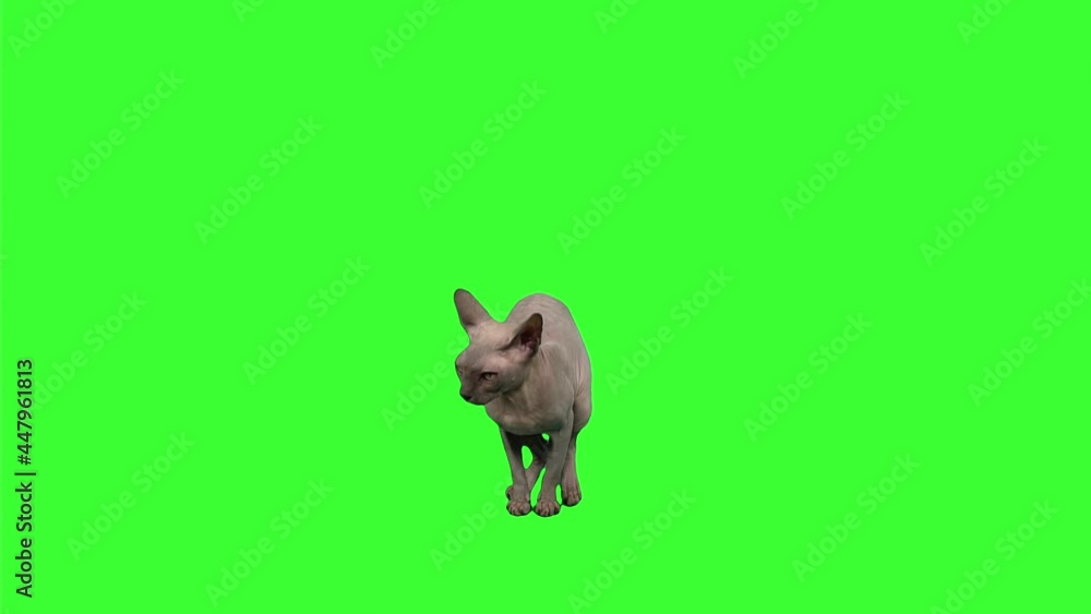 Purebred cat watches up licking itself and sit in waiting for something on alpha channel. Breed sphinx moves on a green screen background. Feline pet is against chroma key. Concept of domestic animals Purebred cat watches up licking itself and sit in waiting for something on alpha channel. Breed sphinx moves on a green screen background. Feline pet is against chroma key. Concept of domestic animals