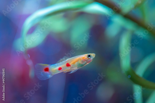 Poecilia reticulata hybrid in aquarium. Guppy Multi Colored Fish in a Tropical Acquarium.