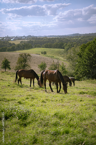 Group of horses peacefully grazing the grass on the mountainside