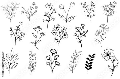 Collection of flower herbs natural leaves. Decorative beauty elegant vector illustration for hand drawing design.