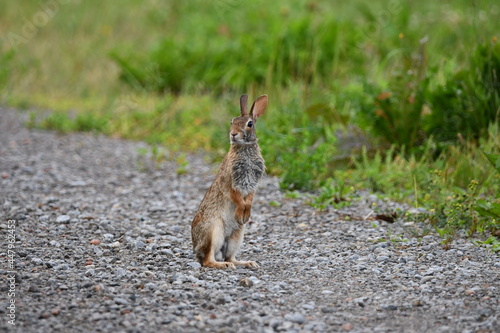 Eastern Cottontail bunny rabbit stands up and looks around on the side of a country road