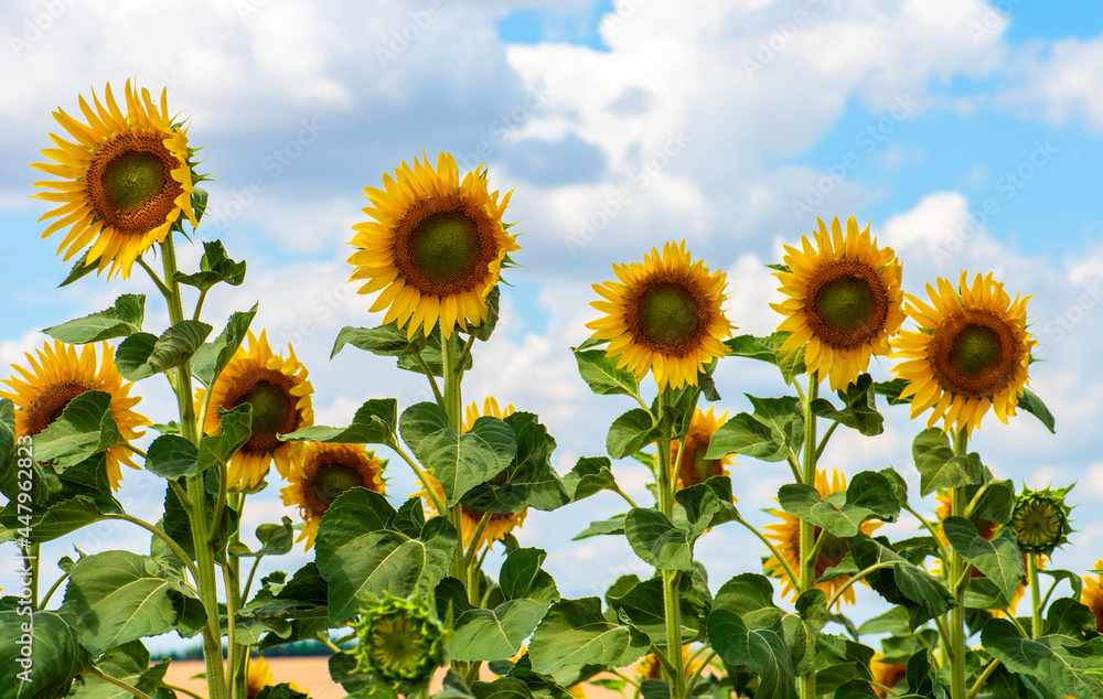 Sunflower Field. Beautiful sunflower with blue sky background..