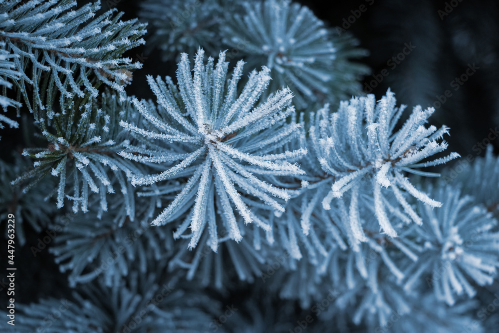 Frost-covered spruce branches on a dark background, Christmas background Frost-covered spruce branches on a dark background, Christmas background