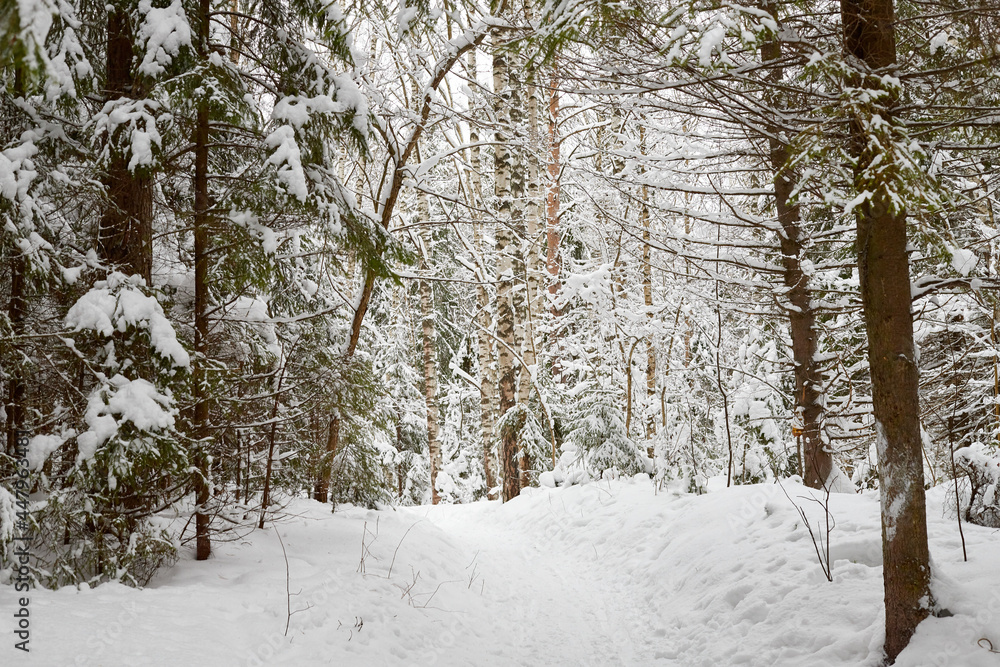 Snow covered trees in forest in winter day. Nature ladscape Snow covered trees in forest in winter day. Nature ladscape