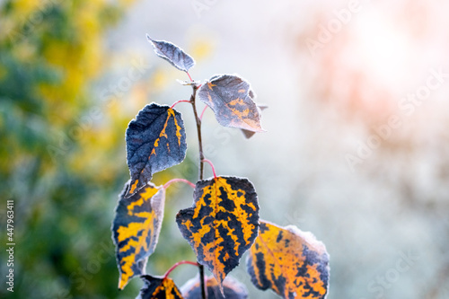 Frost-dried leaves on a tree with a blurred background. The first frosts