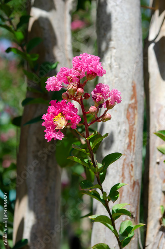 Pink flowers Lagerstroemia indica. Beautiful plant crape myrtle close up. Trunk and branches with blossoming petals. © dore art