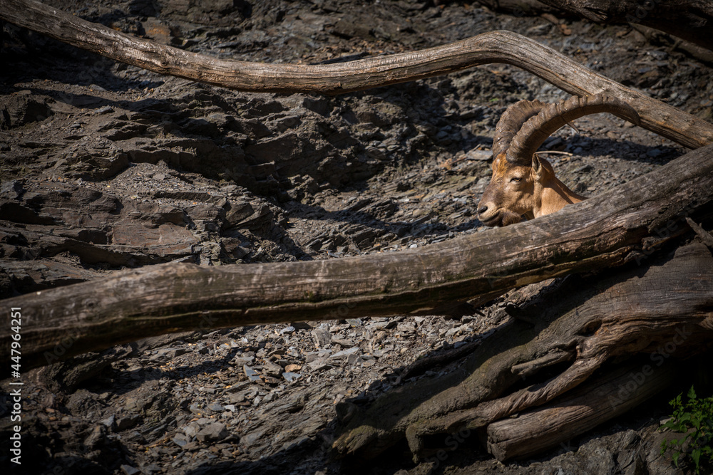 Siberian ibex in the nature park Siberian ibex in the nature park