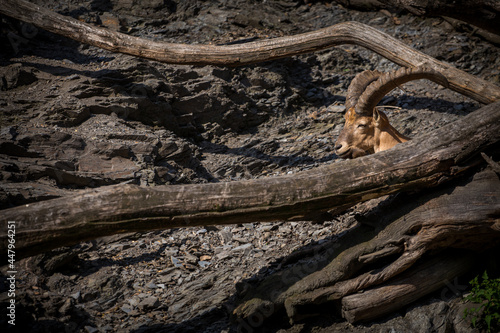 Siberian ibex in the nature park