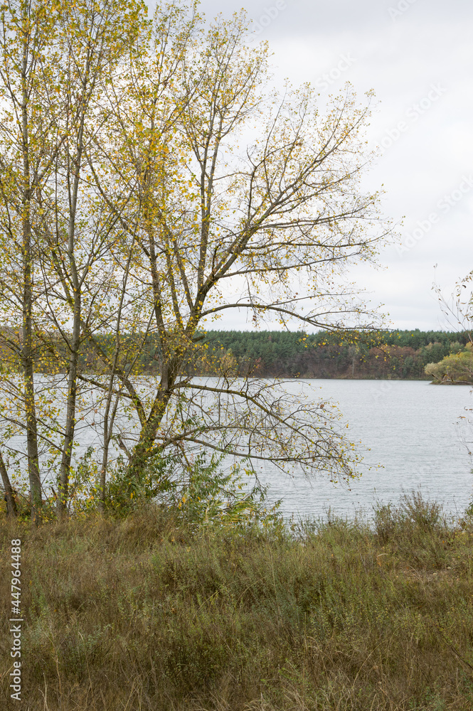 Autumn cloudy landscape with yellow birches by the river Autumn cloudy landscape with yellow birches by the river