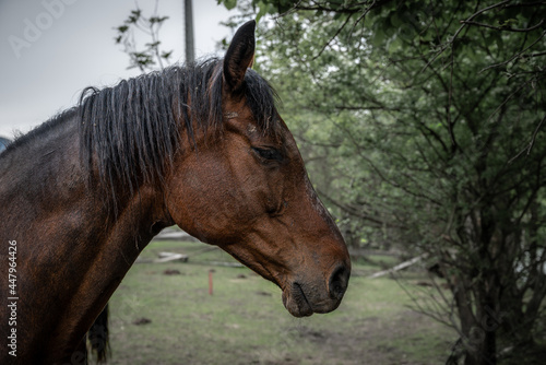 Horse © Harald