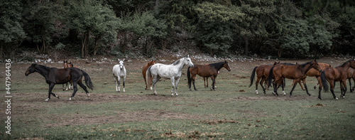 Horses