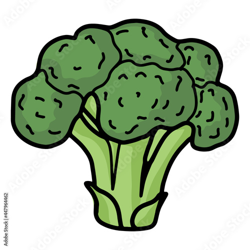 hand drawn broccoli illustration. isolated on a white background. Vector illustration