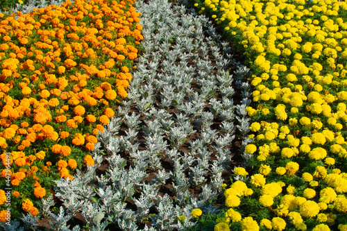 Marigolds shades of yellow and orange , Floral background . Tagetes erecta, Mexican marigold, Aztec marigold, African marigold photo