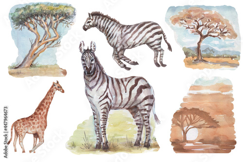 Fototapeta Naklejka Na Ścianę i Meble -  

savannah africa zebra giraffe safari animals watercolor hand drawn illustration. print textile vintage realism  set clipart. baobab trees