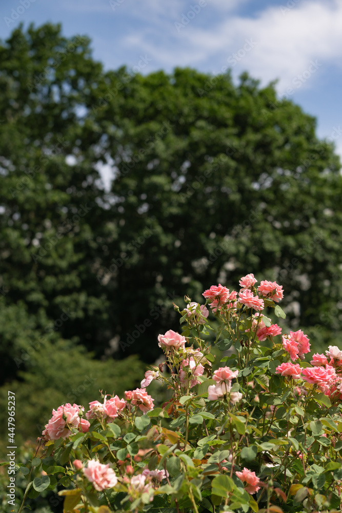 flowers in the garden flowers in the garden