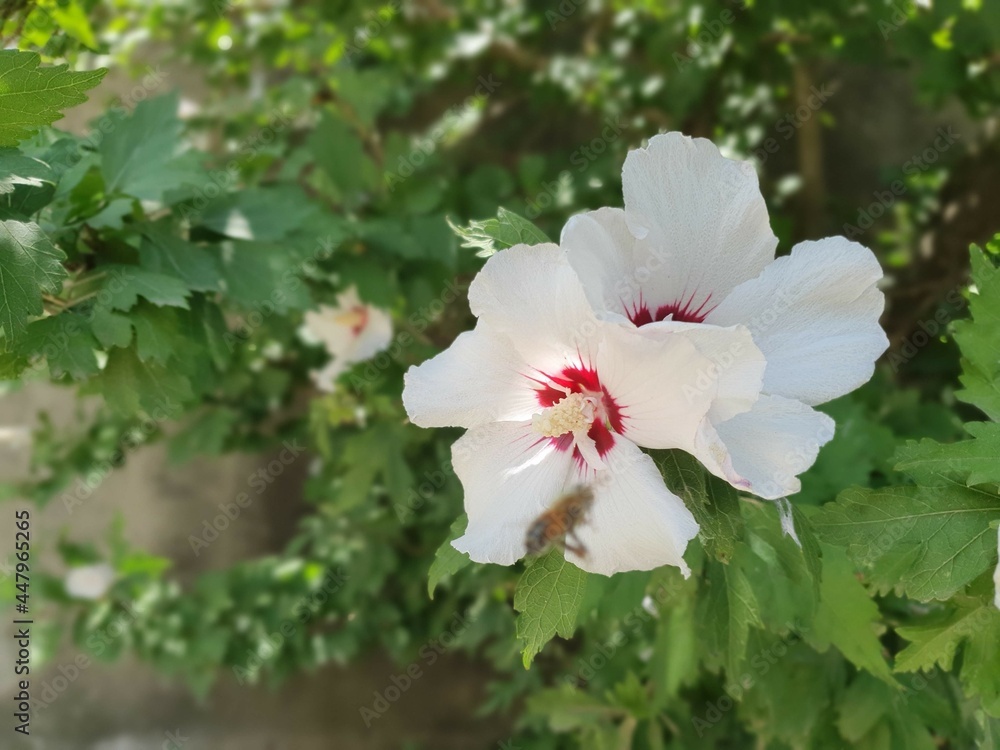 Obraz premium jazmin japones