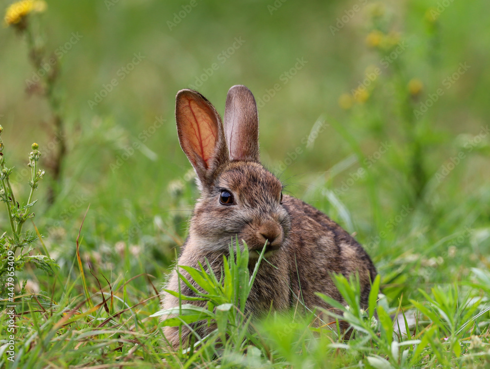 A wild rabbit sitting in the bright sunshine eating grass A wild rabbit sitting in the bright sunshine eating grass