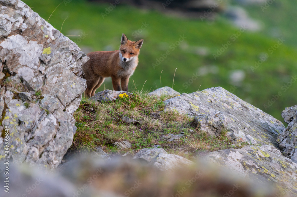 Obraz premium Curious fox up in the mountains in the spring landscape