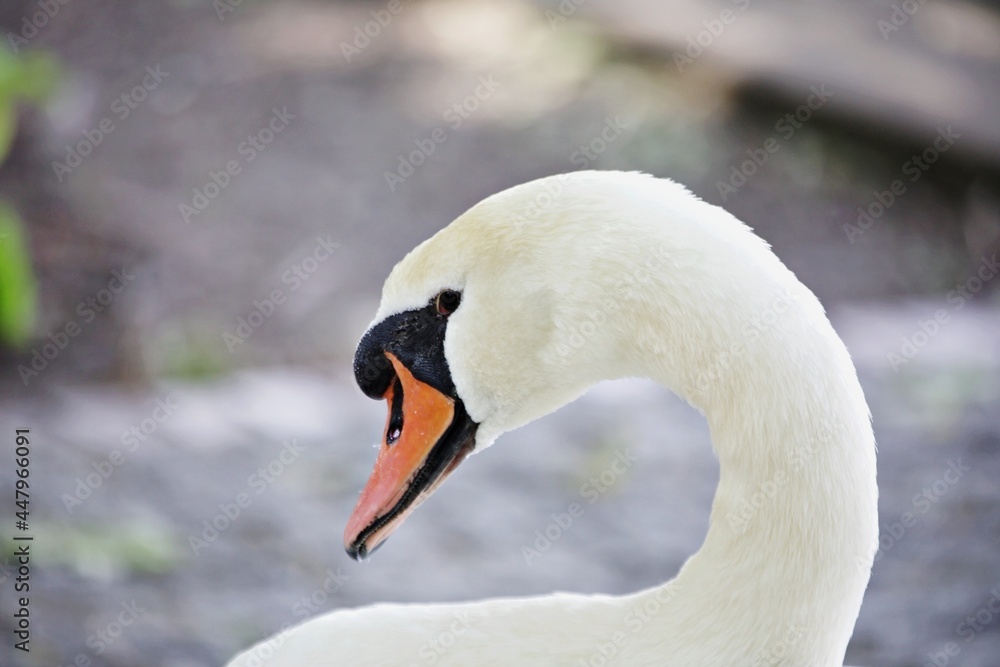 Obraz premium Nahaufnahme weisser Schwan