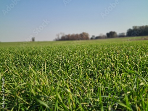 pasto verde