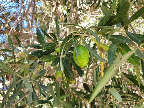 Large fruits of the olive tree. The fruits are large and will ripen soon in the warm summer sun.