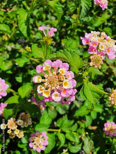 The inflorescence of flowers is pink and white. The flowers are small but very pretty.