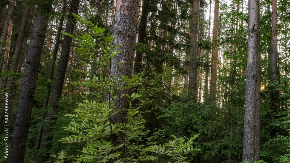 Beautiful summer morning in the forest. Sun rays break through the foliage of magnificent green tree. Magical summer forest, Hyperlapse Beautiful summer morning in the forest. Sun rays break through the foliage of magnificent green tree. Magical summer forest, Hyperlapse