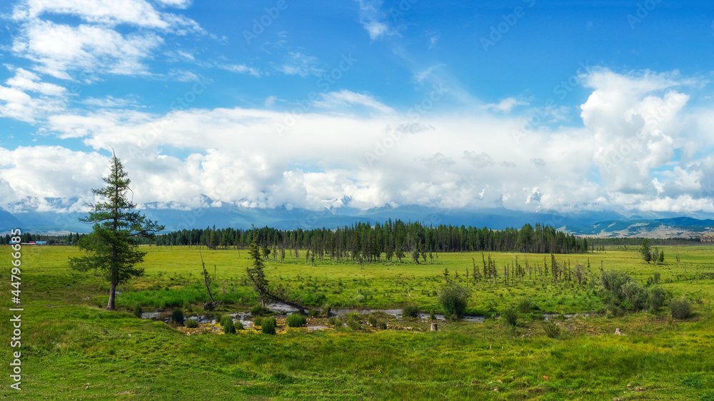 Green swampy plateau against the background of distant mountains. Panorama of a clean green landscape. Altai, Russia.