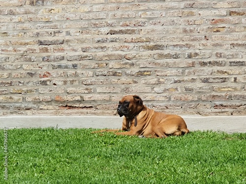 boxer