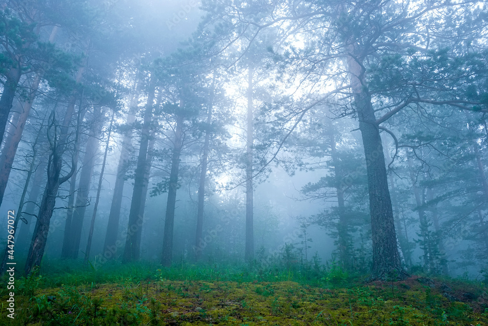 Obraz premium Landscapes of Siberia. Early morning on the Kiya river. Fog in a pine forest (taiga), in the mountains. Kemerovo region.