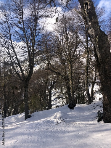 bosque nevado