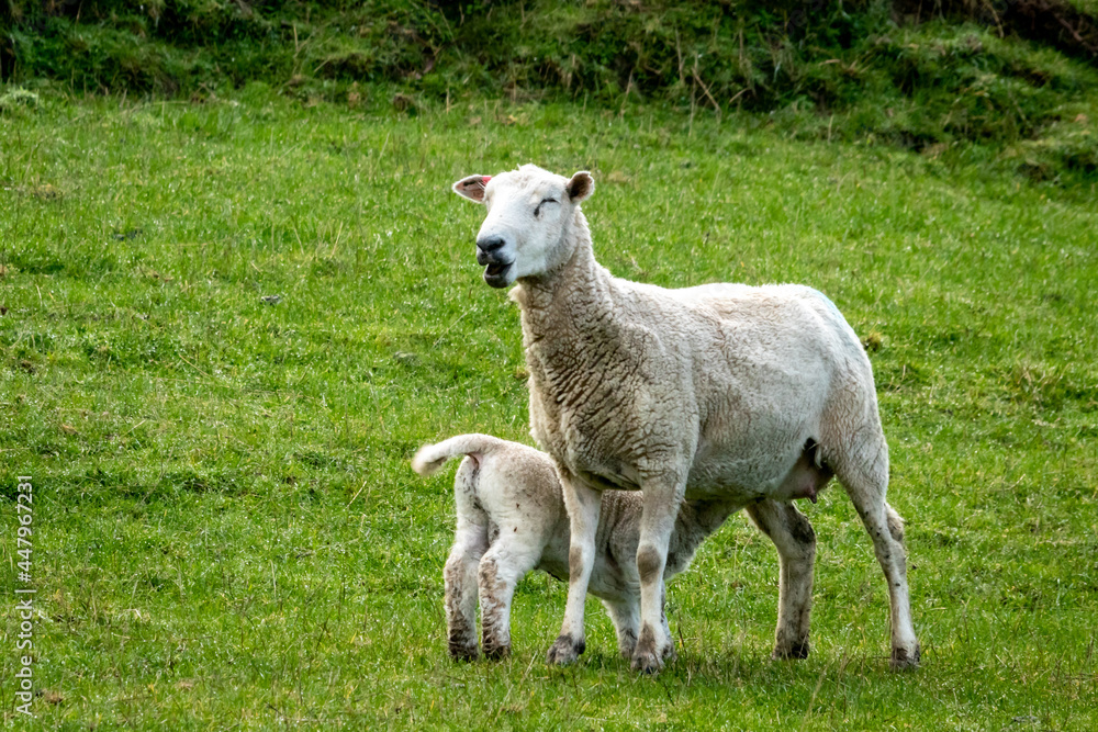Newborn spring lamb, in a green, grassy, coastal paddock, near Gisborne, New Zealand Newborn spring lamb, in a green, grassy, coastal paddock, near Gisborne, New Zealand