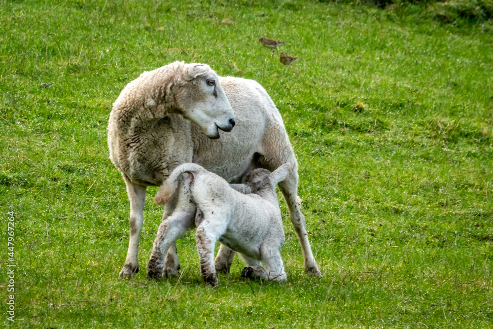 Newborn spring lamb, in a green, grassy, coastal paddock, near Gisborne, New Zealand Newborn spring lamb, in a green, grassy, coastal paddock, near Gisborne, New Zealand