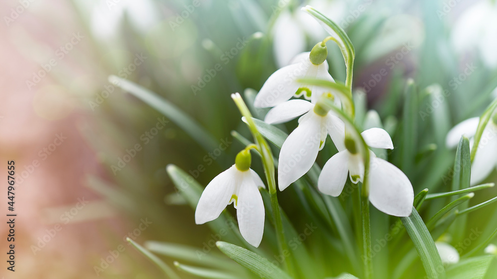Fototapeta premium First spring flowers snowdrops background with soft focus