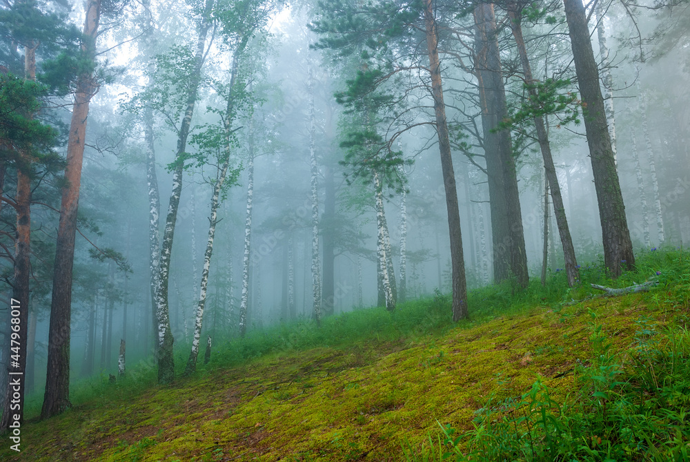 Landscapes of Siberia. Early morning on the Kiya river. Fog in a pine forest (taiga), in the mountains. Kemerovo region.
