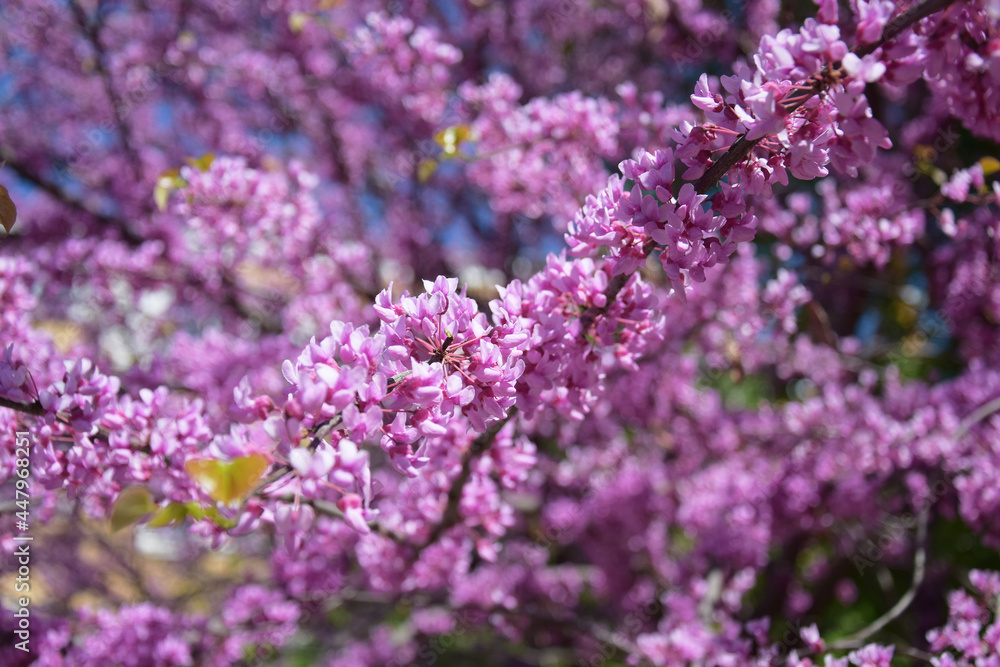 Flowering branch of the Judas tree in spring