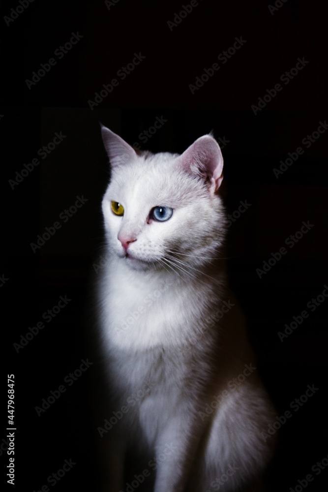 Fototapeta premium portrait of a cat