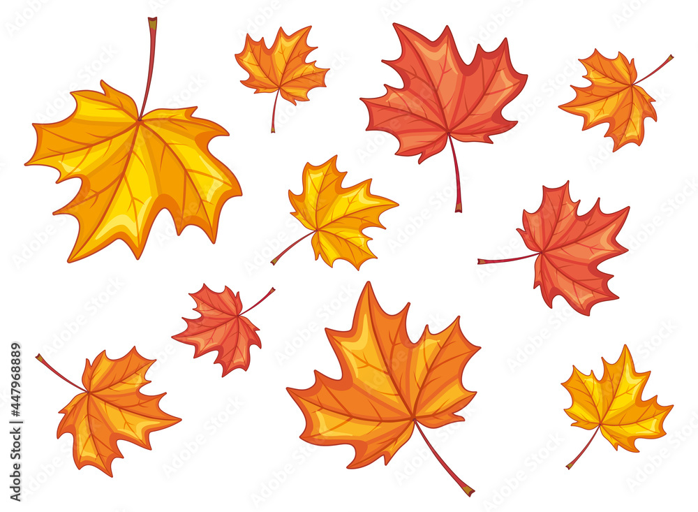 Autumn maple leaves isolated, yellow and red. Vector illustration. Autumn maple leaves isolated, yellow and red. Vector illustration.