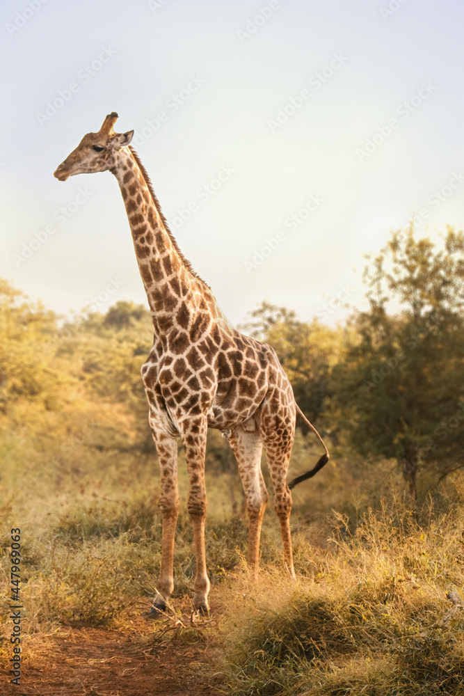 Obraz premium Giraffe in the wild