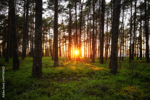 Beautiful Sunset  Sunshine In Sunny Summer Coniferous Forest. Sunlight Sunbeams Through Woods In Forest Landscape.