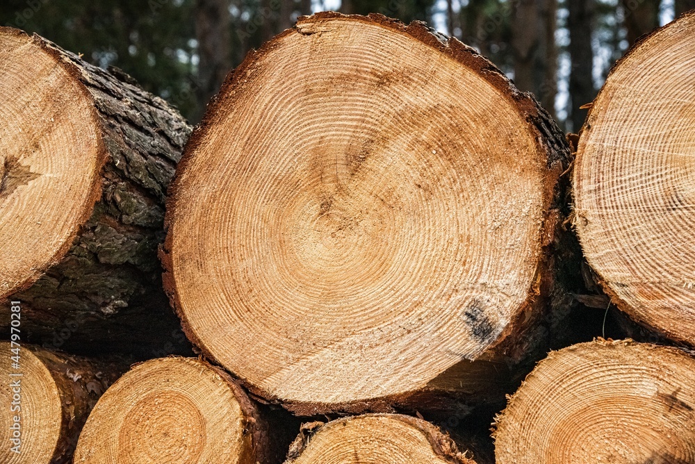 Wood and wooden logs lie in the forest after harvesting, deforestation Wood and wooden logs lie in the forest after harvesting, deforestation